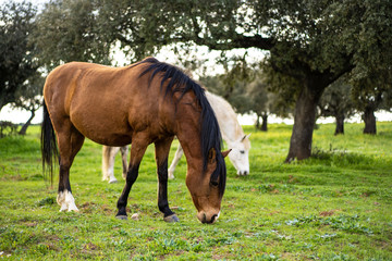Fototapeta premium Caballos pastando y tranquilos en un prado verde