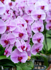 Naklejka na ściany i meble Phalaenopsis orchids flowers bloom in spring adorn the beauty of nature. Flowers are decorated in homes, pagodas, churches and most solemn places