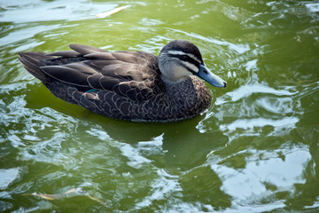 this is a side view of a pacific black duck