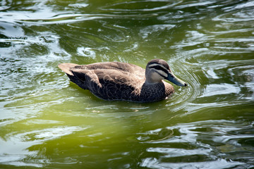 this is a side view of a pacific black duck