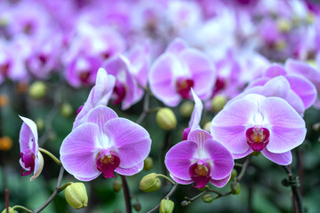 Phalaenopsis orchids flowers bloom in spring adorn the beauty of nature. Flowers are decorated in homes, pagodas, churches and most solemn places