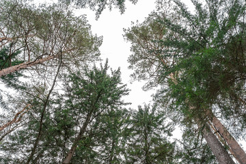 Fototapeta premium the tops of tall pines against the sky