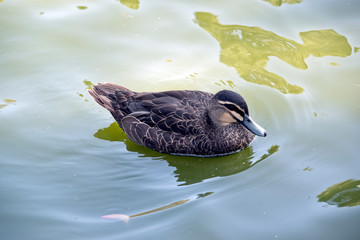 this is a side view of a pacific black duck