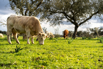 Vacas y toros en el campo al atardecer
