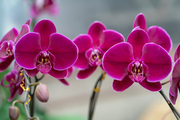 Phalaenopsis orchids flowers bloom in spring adorn the beauty of nature. Flowers are decorated in homes, pagodas, churches and most solemn places