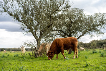Vacas pastando en un bonito prado en un d&iacute;a soleado