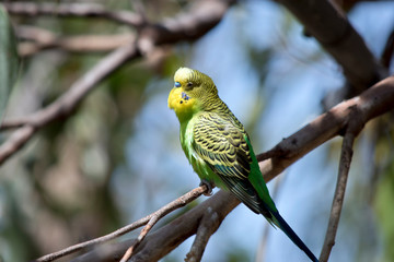 this is a side view of a parakeet