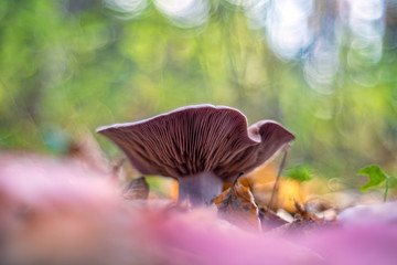 Clitocybe nuda (commonly known as the wood blewit and alternately described as Lepista nuda)