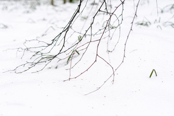 bare thin twigs of a tree lie in the snow