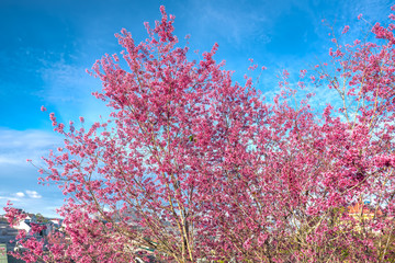 Apricot cherry tree blossom on a sunny morning in small highland village