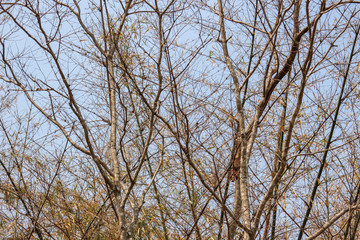 Fototapeta na wymiar branch tree dry nature background