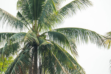 Fototapeta na wymiar coconut tree nature background