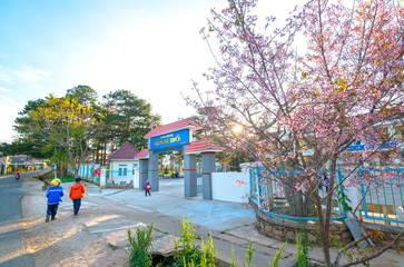 Elementary students in uniform are walking into school gate with a cherry blossom foreground in  morning on outskirts of Dalat, Vietnam