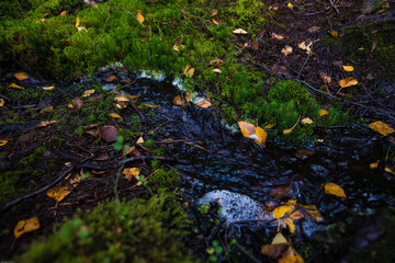 autumn leaves in water