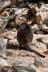the red necked wallaby is climbing up the rock face