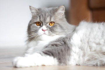 Obraz premium Chat de race Highland straight