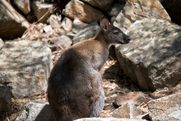 the red necked wallaby is climbing up the rock face