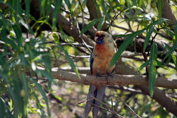 the crimson rosella is perched in a tree