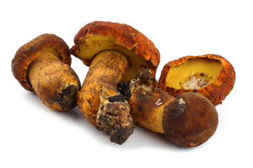 Rugiboletus extremiorientalis mushroom