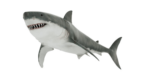 Great White Shark Isolated. 3D rendering