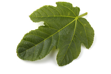 Obraz premium Fig leaf isolated on white