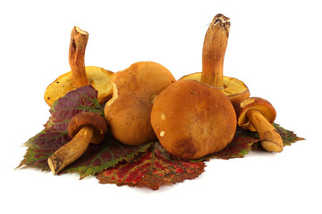 Boletus ferrugineus (Xerocomus spadiceus) mushrooms on autumn grape leaves. Delicacy