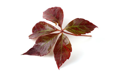 Victoria creeper (Virginia creeper, Parthenocissus quinquefolia) autumn leaf