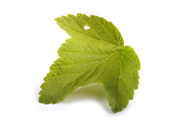 Currant leaf isolated on white