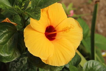 closeup shot of big Hawaiian yellow hibiscus flower with some water drops on the plant