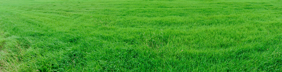 風に揺れる青々とした鮮やかな牧草 © tnehala