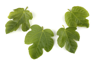 Fig leaves isoalted on white
