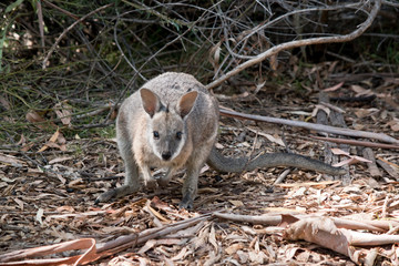 the small tammar wallaby is in a clearing