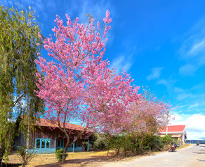 Landscape cherry apricot trees blooming along road in spring morning, traffic background merges...
