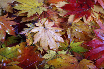 Multicolor autumn maple leaves background