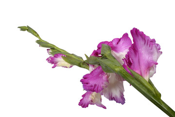 Bicolor violet-white gladiolus isolated on white