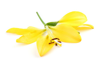 Old broken yellow lily flower