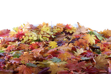 Different color autumn leaves background