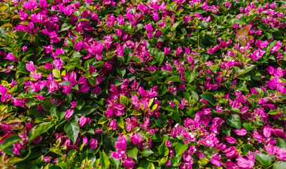 pink flowers in the garden, spring background