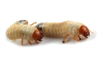 Chafer larva isolated on white