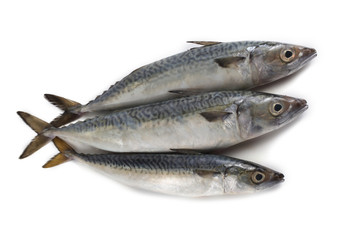 Chub mackerel (Pacific mackerel, saba)