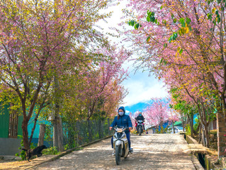 Landscape cherry apricot trees blooming along road in spring morning, traffic background merges...