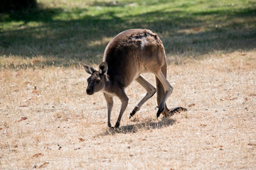 this is a western grey kangaroo