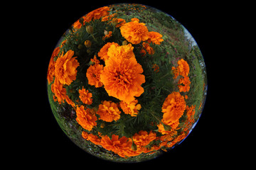 Marigolds growing in garden. circular fisheye photo