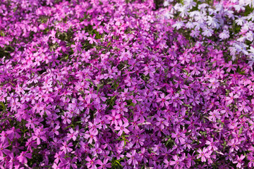 Purple spring flowers texture background. Close-up