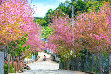 Landscape cherry apricot trees blooming along road in spring morning, traffic background merges...