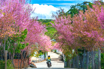 Landscape cherry apricot trees blooming along road in spring morning, traffic background merges...