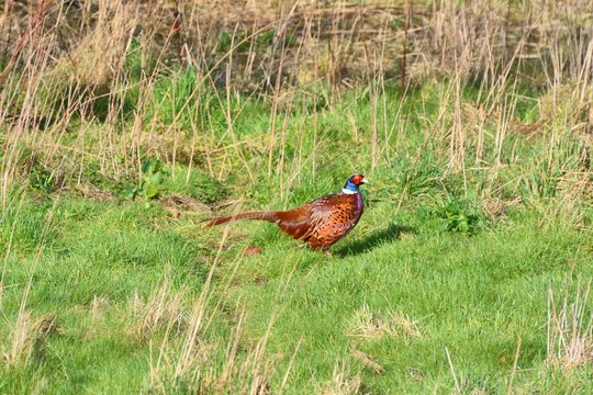 Male common pheasant, Phasianinae, in a field