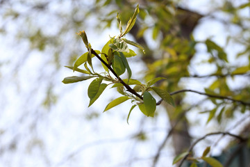 Young spring leaves on tree and blue sky
