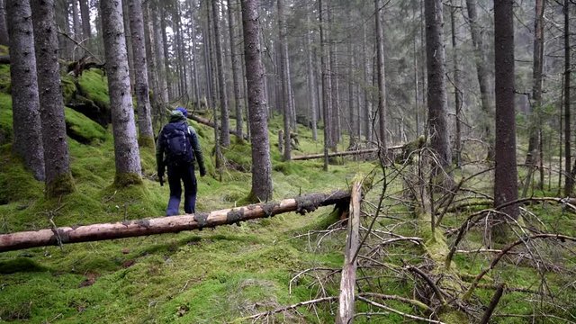 Man walking in forest with green moss. Sweden.