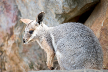 the young Yellow footed rock wallaby is standing on the lrdge